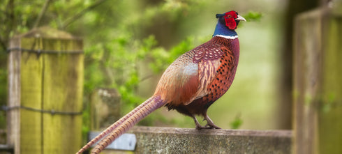 PANORAMIC - Normans Gate - 1.2m x 50cm